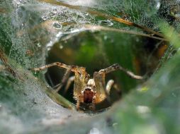 Las arañas podrían causar problemas en el interior de la manguera de ventilación. ARCHIVO /