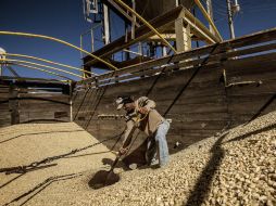 El precio que pagarán este 2014 a los campesinos por tonelada de maíz aún no está definido sino hasta que termine la cosecha. ARCHIVO /