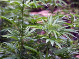 Uno de los beneficios de la legalización de la cannabis sería el desarrollo de la droga como medicina, señala Peyraube. ARCHIVO /