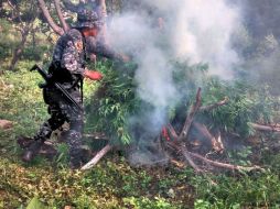 Durante los operativos para asegurar la droga no se detuvo a ninguna persona. ESPECIAL /