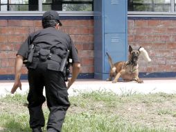 Sensible al narco. Un perro, también llamado sensor canino, recibe entrenamiento para la detección de enervantes.  /