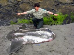 La bióloga June Mohler afirma que el pez fue encontrado muerto el pasado 27 de agosto. AP /