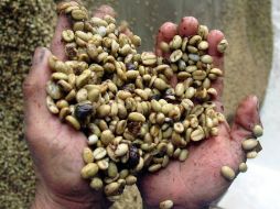 El estudio muestra que la cafeína se desarrolló separada en el café, el té y el chocolate. NTX /