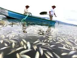Señalan que se vigilará que los productos que se expenden actualmente en la zona no procedan de la Laguna. EFE /