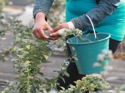 Cosecha de arándanos. La exportación de frutillas significa la entrada a un mercado de mayor valor agregado. EL INFORMADOR  ARCHIVO  /