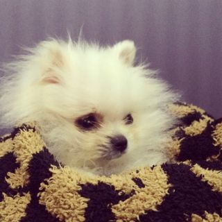 Paris Hilton gasta 13 mil dólares en sus perros