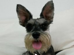 El seguro para animales, un nuevo cuidado para aquellos que aman a sus mascotas. TWITTER / @ossalvarez