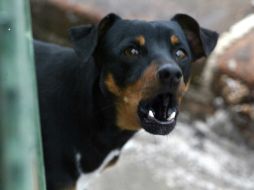 Una de las acciones más eficientes para prevenir la rabia es aplicar la vacuna antirrábica a nuestros perros y gatos. EL INFORMADOR / ARCHIVO