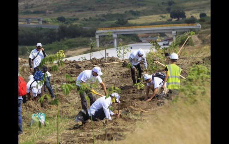 Para compensar el impacto de las obras se deberán plantar 228 mil árboles, ayer fueron colocados dos mil ejemplares. EL INFORMADOR / M. Vargas
