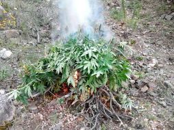 Las ocho mil plantas de mariguana fueron encontradas en el municipio de Chimaltitán. ESPECIAL / FGE