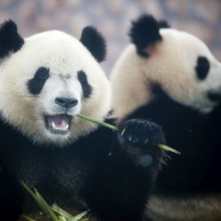 Los animales salvajes se redujeron a la mitad en 40 años