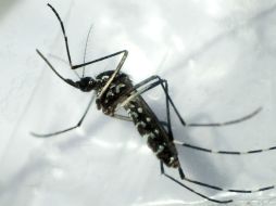 En América Latina, ya son más de un millón 407 mil casos sospechosos del virus. EFE / ARCHIVO