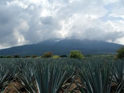 Tequila. Buscan incrementar el número de visitantes con un hotel, un centro cultural, un centro de convenciones y un corredor comercial EL INFORMADOR / ARCHIVO