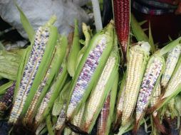 Mazorcas. Del extranjero. ARCHIVO CUARTOSCURO  /