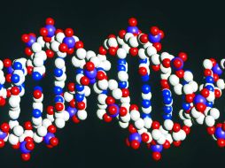 El gen identificado es una mutación que será posible identificarla en ciertas personas. EL INFORMADOR / ARCHIVO