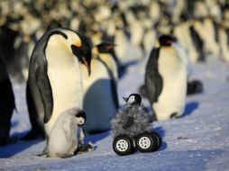 Para llegar a este prototipo de robot fueran necesarias varias pruebas anteriores, diseñadas por científicos y hasta un cineasta. AP / F. Olivier