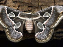 El insecto considerado culturalmente más importante en el país, ha disminuido en las últimas décadas por su recolección ilegal. ESPECIAL / conabio.inaturalist.org