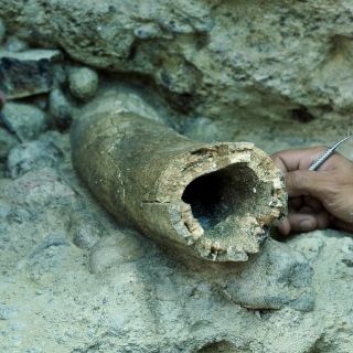 Hallan colmillo de mastodonte en Argentina