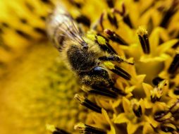 Los insectos desarrollaron alas después de comenzar a poblar la tierra. EL INFORMADOR / A. Hernández