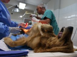 Las cirugías son completamente gratuitas y cuentan con un equipo de veterinarios zootecnistas profesionales. NTX / ARCHIVO