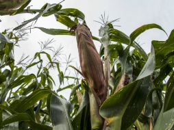 El doctor Bram Govaerts asegura que hay potencial para la excelencia en investigación de maíz. EL INFORMADOR / ARCHIVO