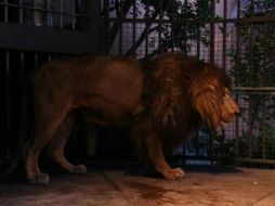 Especialistas indicaron que el tiempo que deberá permanecer en el centro de rehabilitación, dependerá del tratamiento a seguir. TWITTER / @PROFEPA_Mx