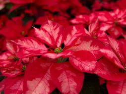 Se espera que la derrama económica que esta actividad deje en el Estado de México sea de 33 millones de pesos. NTX / N. Tavira