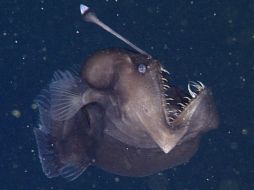 La creatura fue grabada nadando a unos 600 metros de profundidad en California. ESPECIAL / www.mbari.org