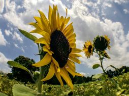 El aprovechamiento de la diversidad de plantas representa una alternativa que puede ayudar en la alimentación humana. EL INFORMADOR / ARCHIVO