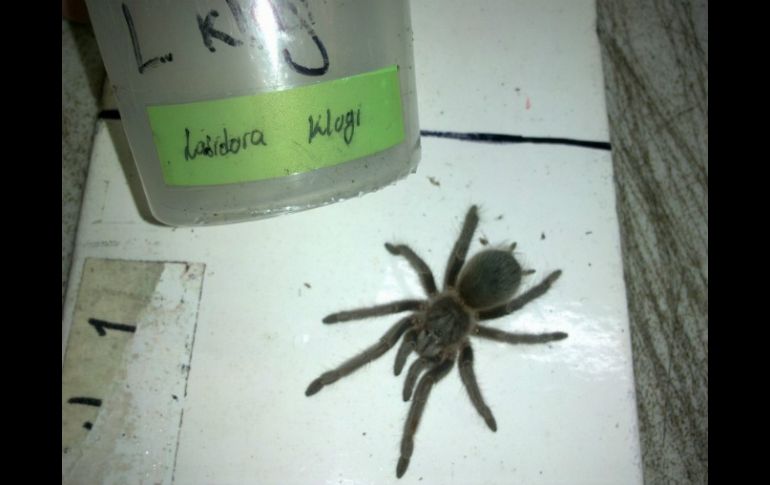 Se estima que las tarántulas pueden tener un valor en el mercado superior a los tres mil quinientos pesos. ESPECIAL / Profepa