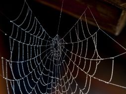 La 'seda de araña' contiene por lo menos un 20 por ciento de los componentes que se encuentran en las  telas de araña. EFE / ARCHIVO