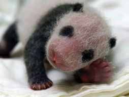 El parque analiza cuándo serán mostradas en público, todo será en base a su salud. EL INFORMADOR / ARCHIVO