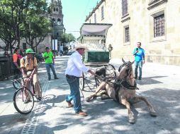 Según trabajadores y algunos peatones, el suelo de la Zona 30 es resbaladizo y prueba de ello es el percance que tuvo un caballo. EL INFORMADOR / F. Atilano