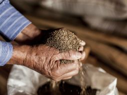 Destacan que la chía es rico en Omega 3 y calcio. EL INFORMADOR / ARCHIVO