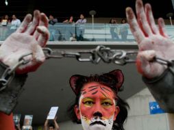 La reforma establece que los circos no pueden proporcionar las necesidades más básicas del bienestar de los animales. NTX / ARCHIVO