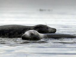 En 2010 la UE instaura un embargo sobre los productos derivados de la caza de focas, ante la preocupación por sus métodos. AFP / ARCHIVO