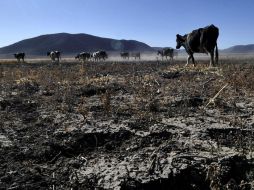 En Honduras y Guatemala se pierden grandes porciones de los cultivos y miles de reses mueren, afirma vocero de la ONU. EFE / ARCHIVO
