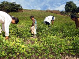 Coca, satanizada por la cultura occidental, por el hombre contemporáneo, por el hombre que cree tenerlo todo y saberlo todo. AFP / ARCHIVO