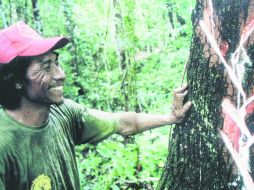 Talento. Fulvio Eccardi nos muestra una Manlikara zapota recien —chileada— con precisos machetazos. EL INFORMADOR / P. Fernández