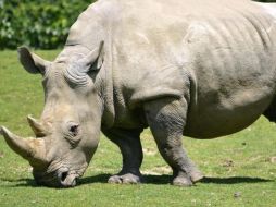 Ahora el rinoceronte blanco del norte está 'un paso más cerca de la extinción'. AFP / ARCHIVO
