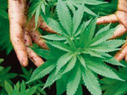 Cannabis. Crece el negocio. ARCHIVOS EL FINANCIERO  /