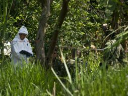En la víspera de la tregua, las FARC matan a cinco militares en enfrentamientos en el departamento del Cauca. AFP / L. Robayo