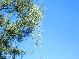 Contra la plaga. En Guadalajara iniciarán el combate al muérdago en 24 cuadrantes. EL INFORMADOR / A. Hinojosa