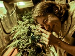 Todo ciudadano uruguayo que desee cultivar marihuana en su casa puede solicitar una licencia de productor. AP / M. Campodonico