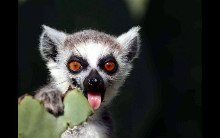 Los lemúridos de Madagascar, morsas, elefantes y el atún rojo del Pacífico han sufrido más el impacto de esta situación. NTX / ARCHIVO