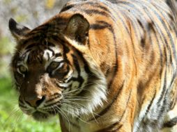La tigresa 'Hana' vive en cautiverio en el zoo de Jerusalén donde exhiben animales que aparecen en la Biblia. AFP / G. Cohen Magen
