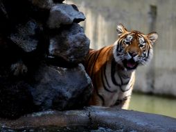 El condenado, un magnate del sector inmobiliario, habría comprado los animales ya sacrificados por 70 mil 900 dólares. EL INFORMADOR / ARCHIVO