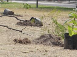 Por lo que corresponde a Tlaquepaque, se espera la reposición de 15 mil árboles. ESPECIAL / Ayuntamiento de Tlaquepaque