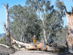 El granjero Sam Randell revisa los daños que el fuego ha ocasioando a su propiedad en Gumeracha, Adelaida. EFE / R. Millard