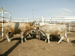 Zapopan cuenta con dos rastros donde se sacrifican a los animales de una forma menos dolorosa. EL INFORMADOR / ARCHIVO